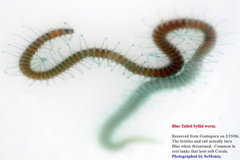 There is a Worm in my FlowerPot!?! Identification Forum Forums